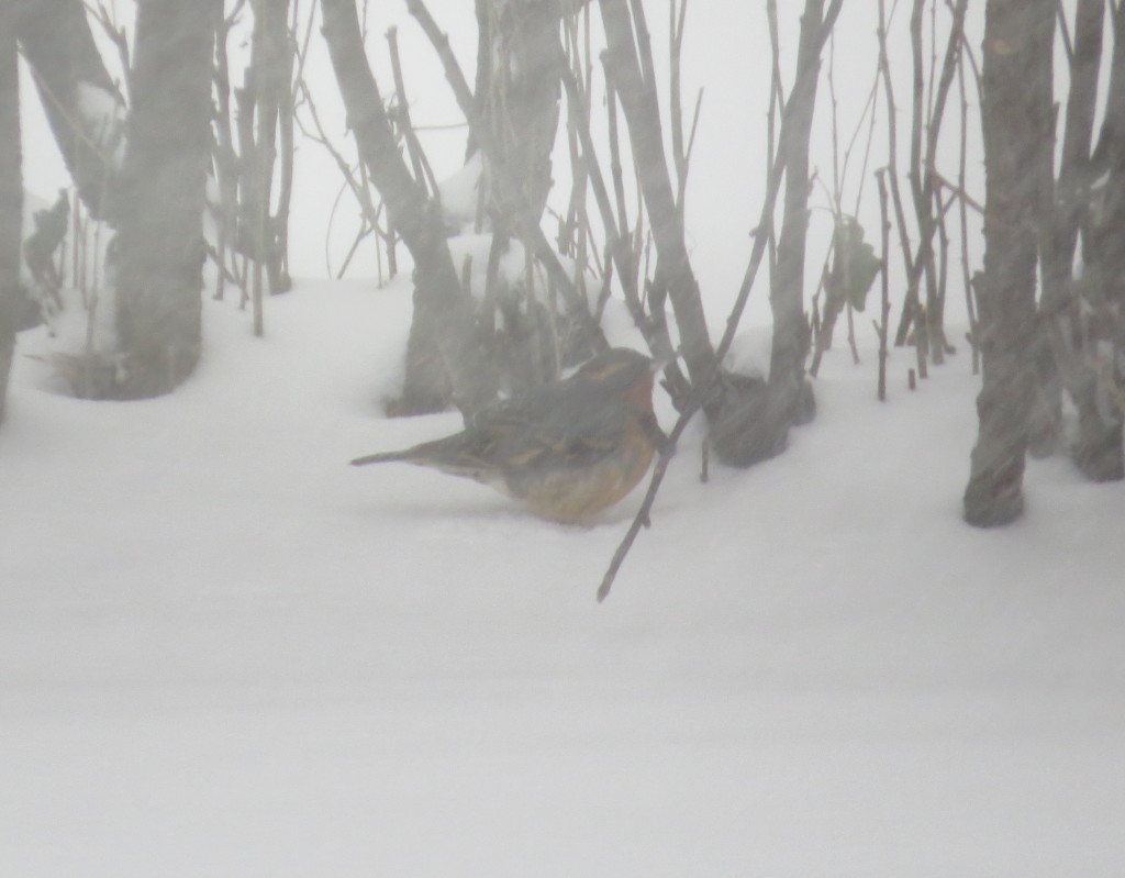 Varied Thrush