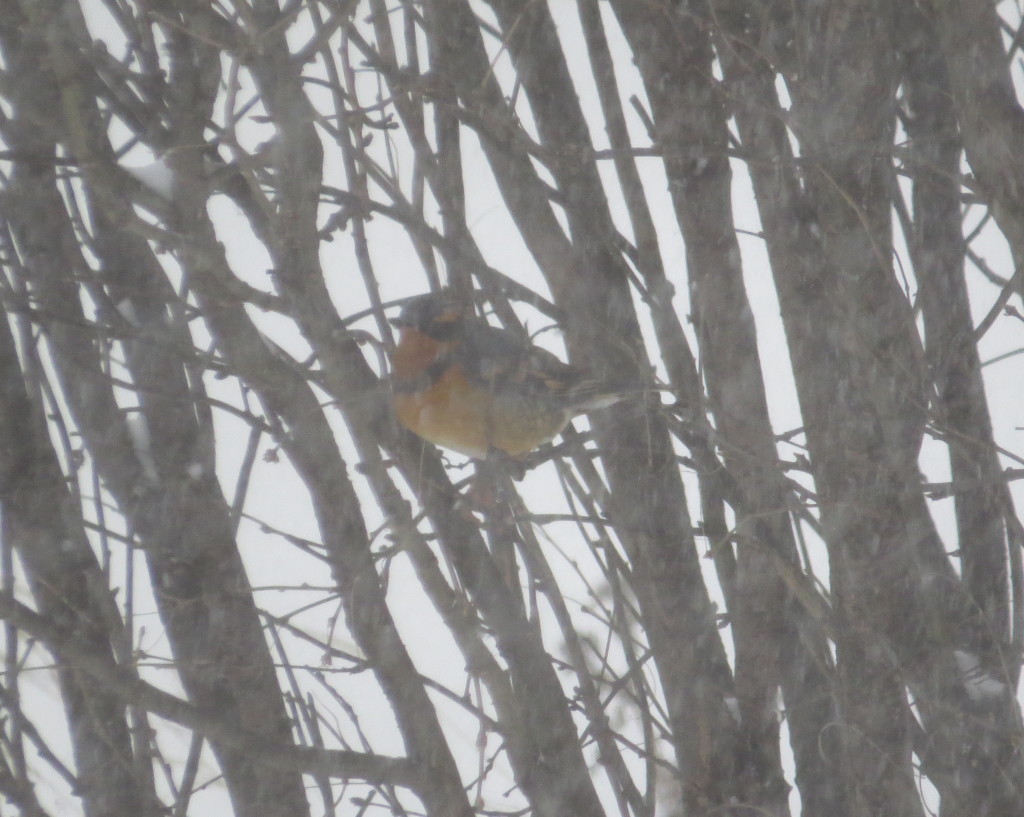 Varied Thrush