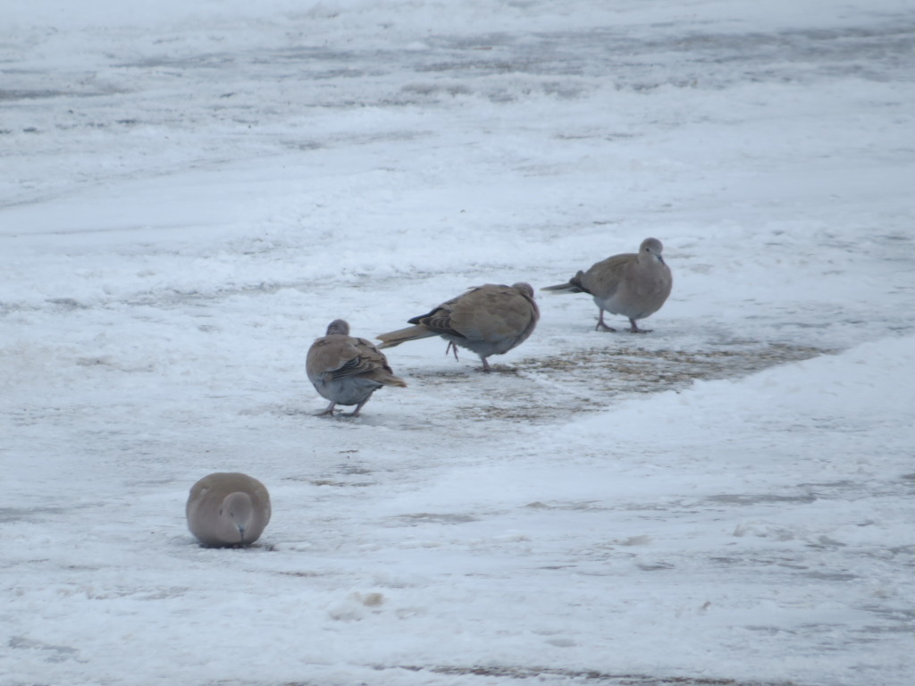 Eurasian Collared-Dove