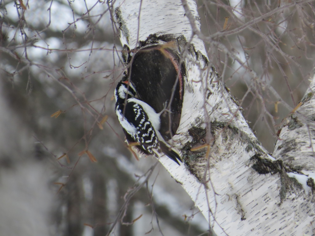 Hairy Woodpecker