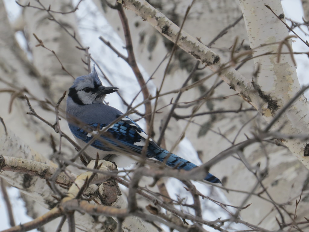 Blue Jay