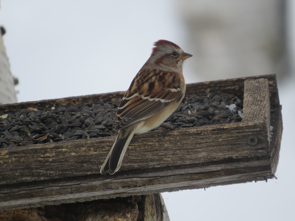 American Tree Sparrow