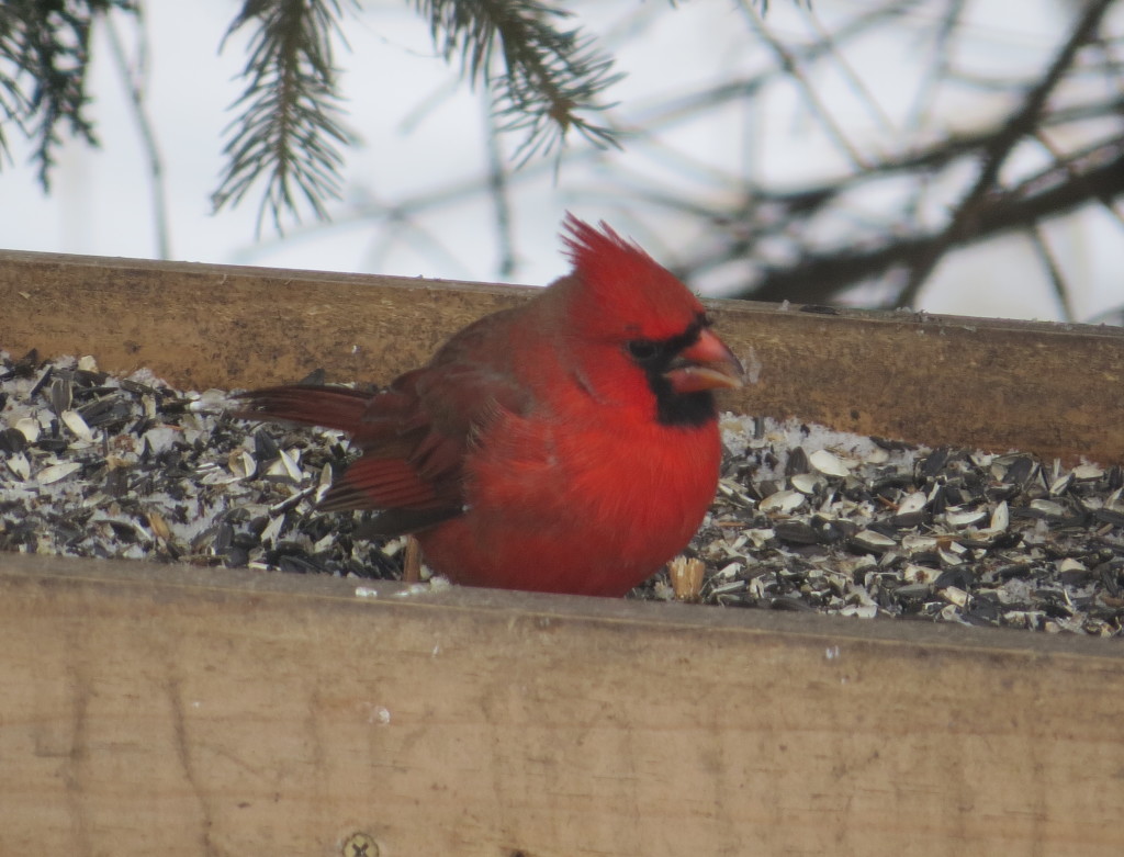 Northern Cardinal