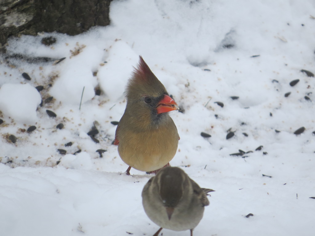 Northern Cardinal