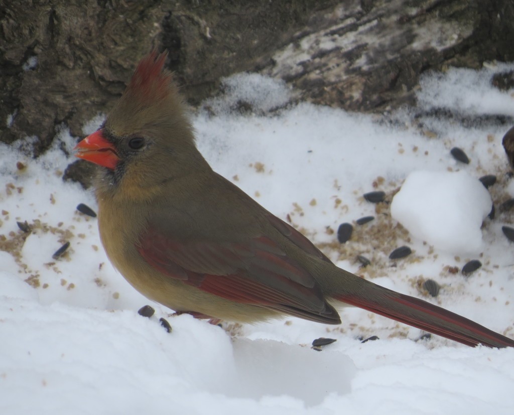 Northern Cardinal