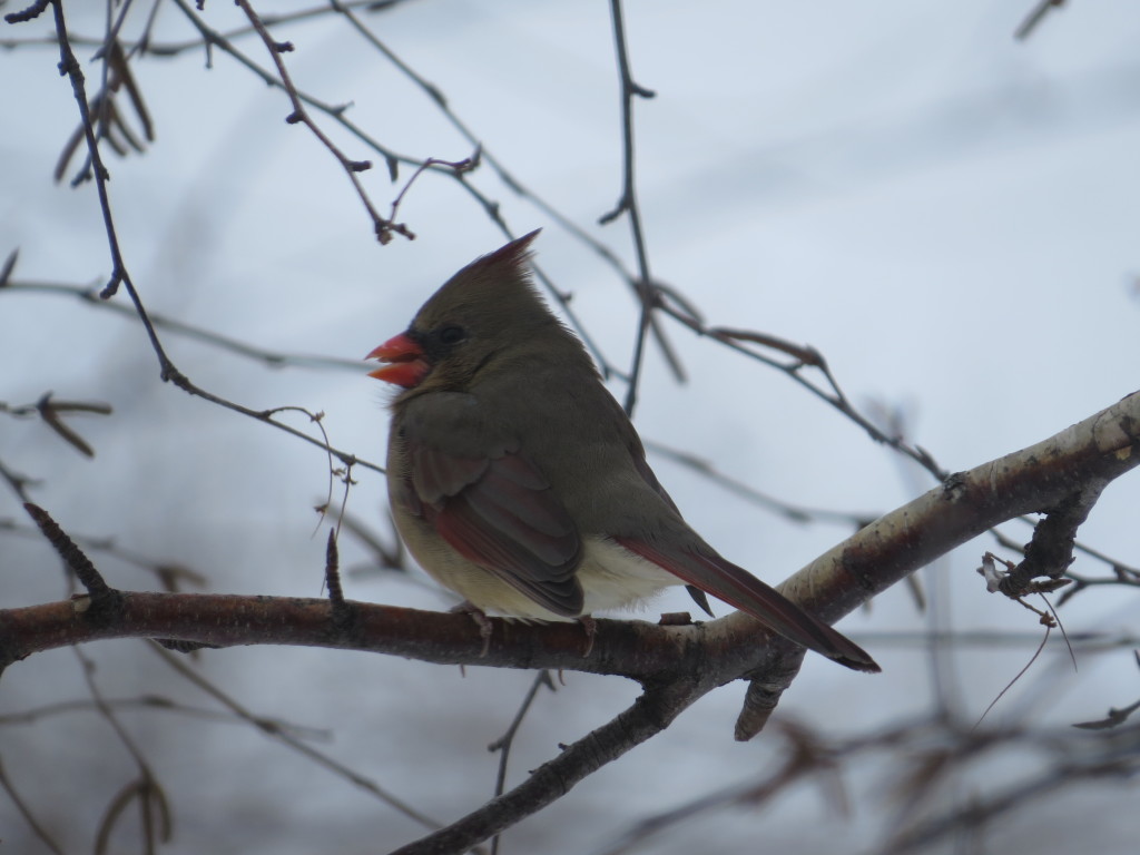 Northern Cardinal