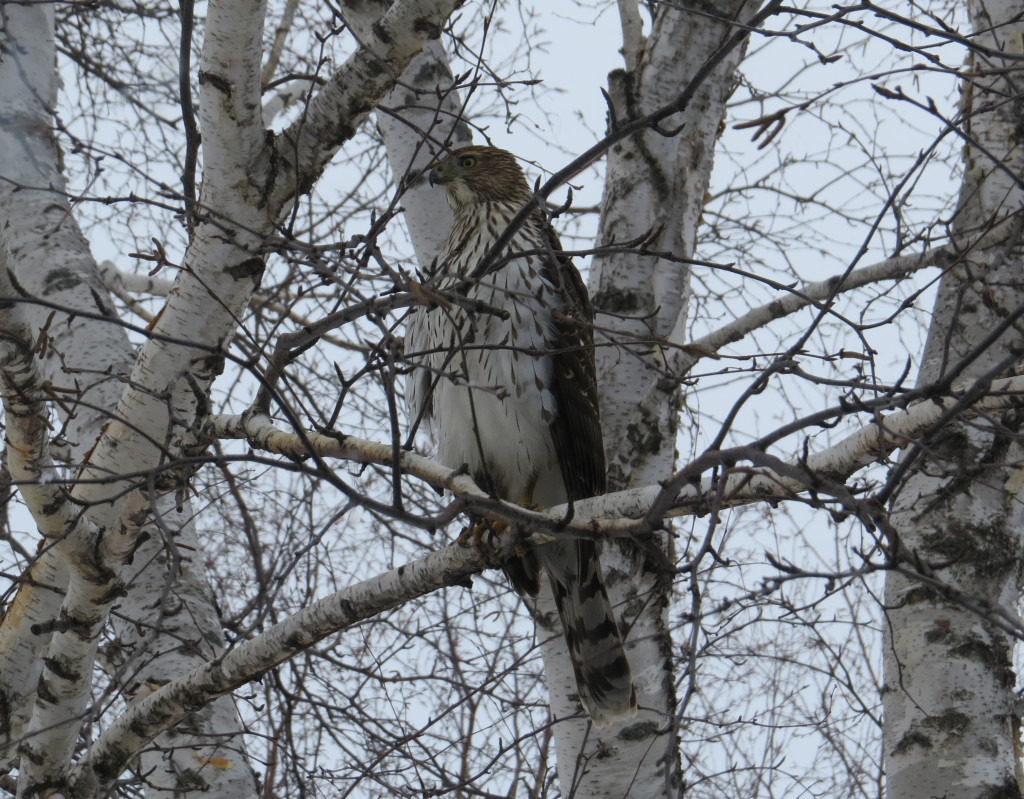 Coopers Hawk