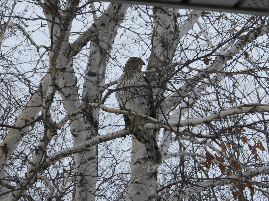 Coopers Hawk