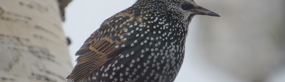 European Starling