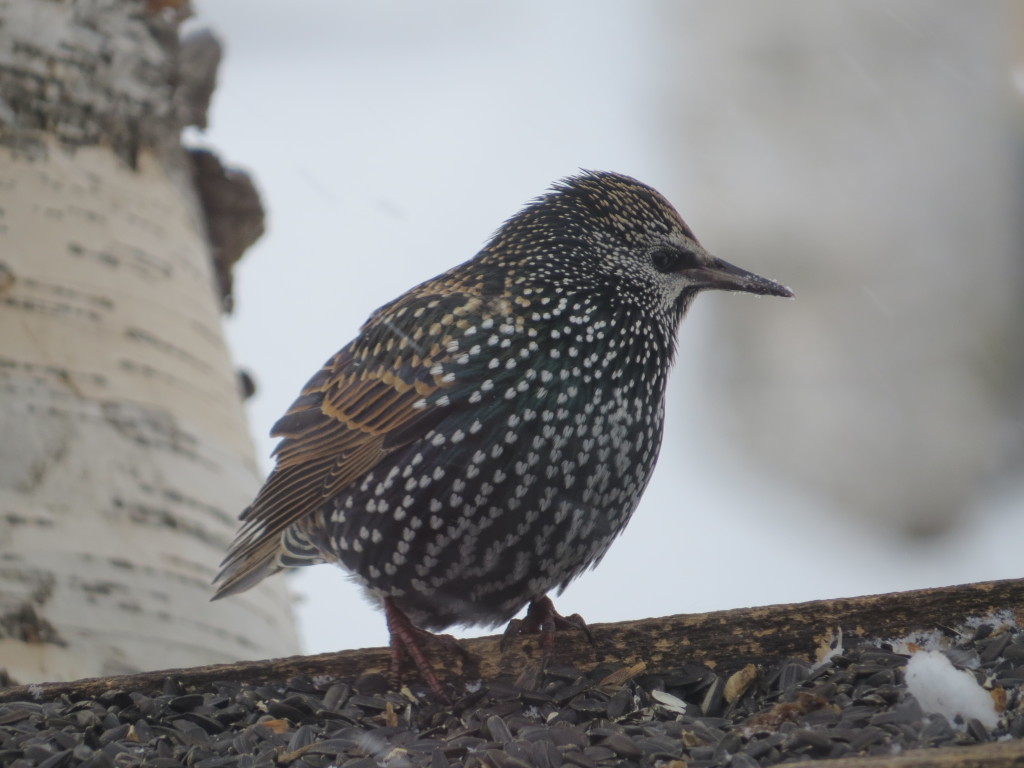 European Starling