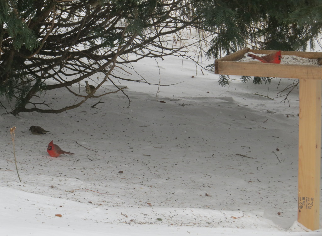 Northern Cardinal