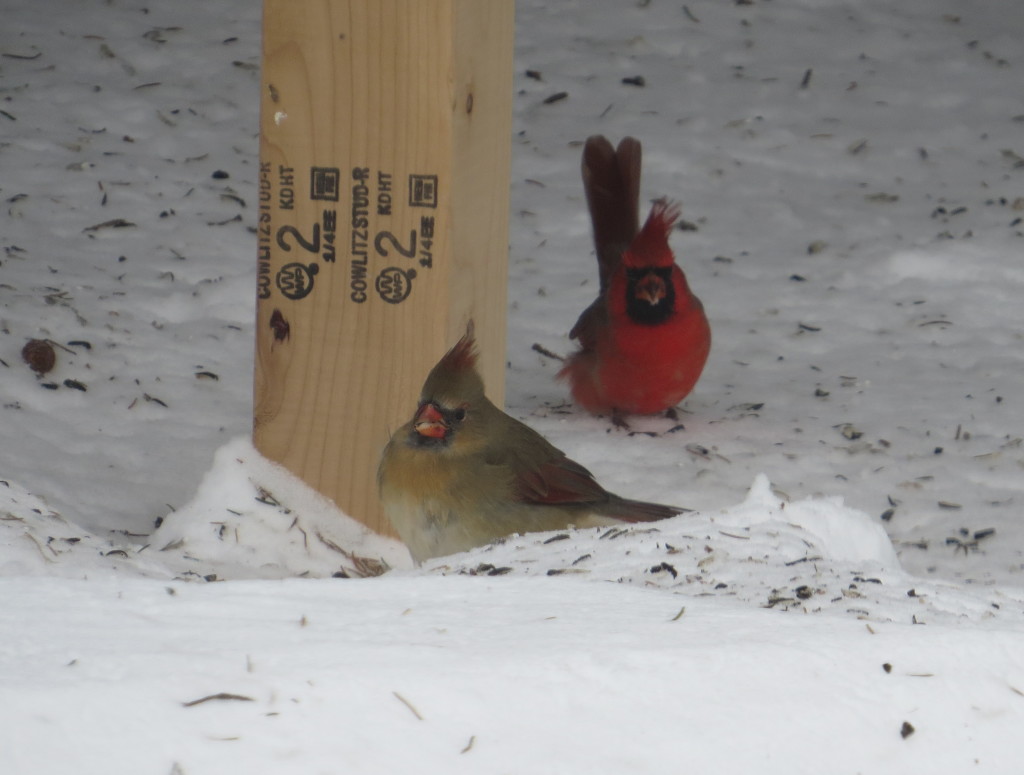 Northern Cardinal