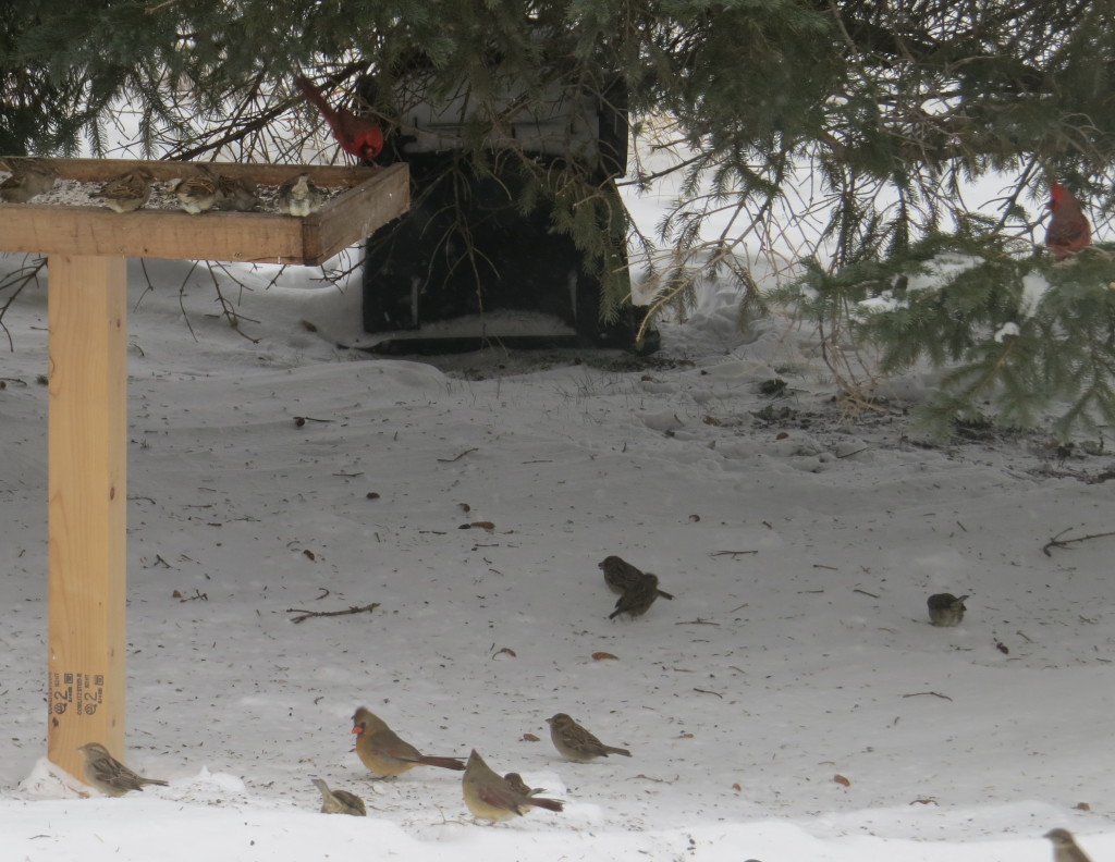 Northern Cardinal