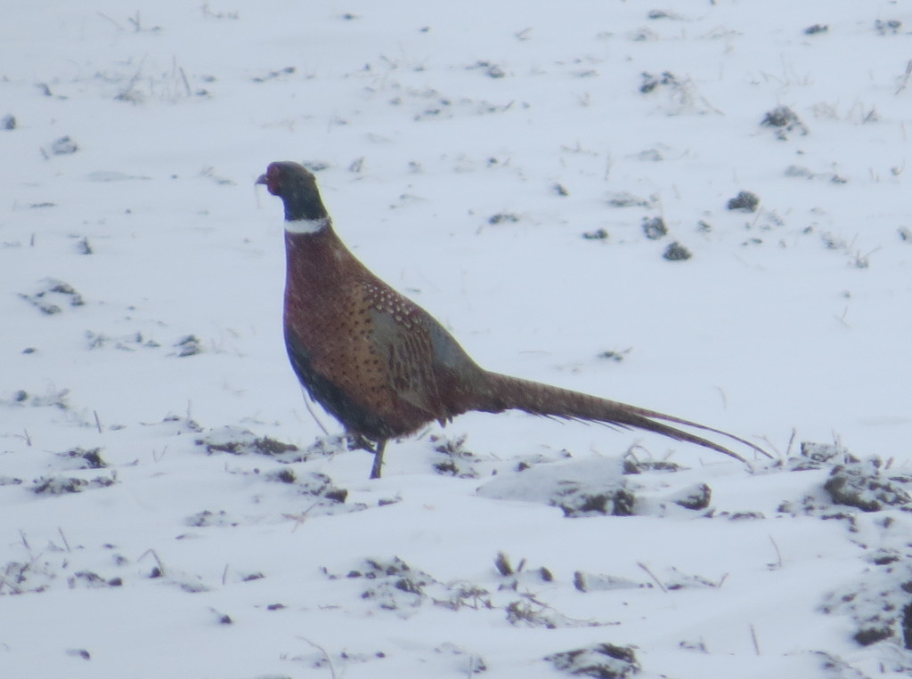 Ring-necked Pheasant