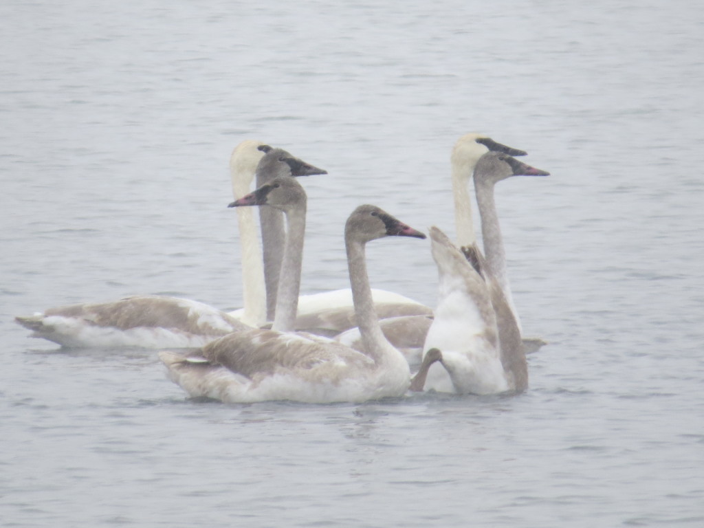 Trumpeter Swan