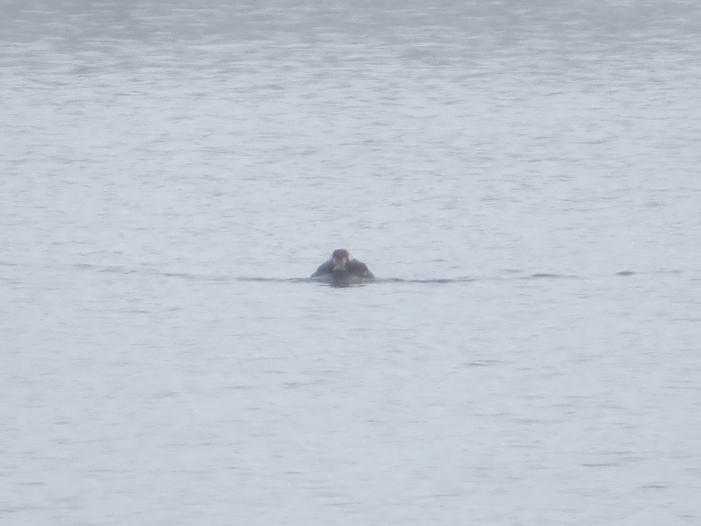 White-winged Scoter