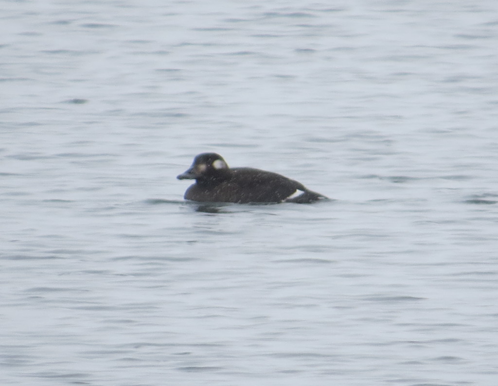 White-winged Scoter