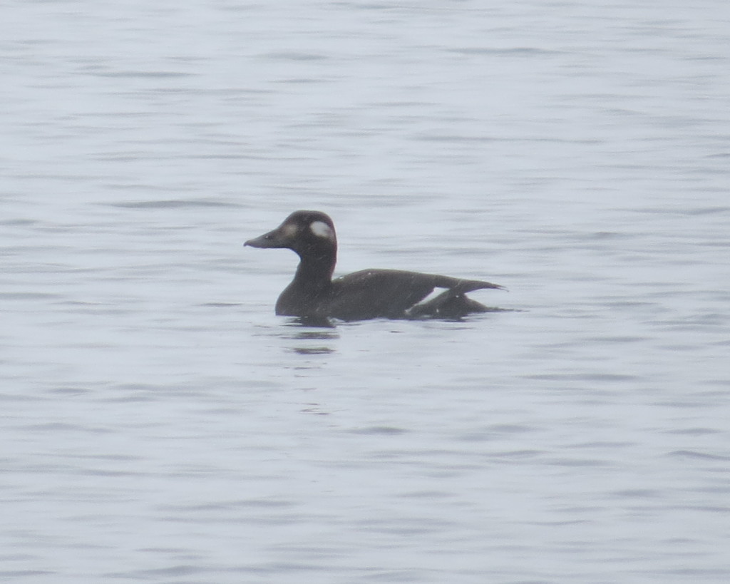 White-winged Scoter