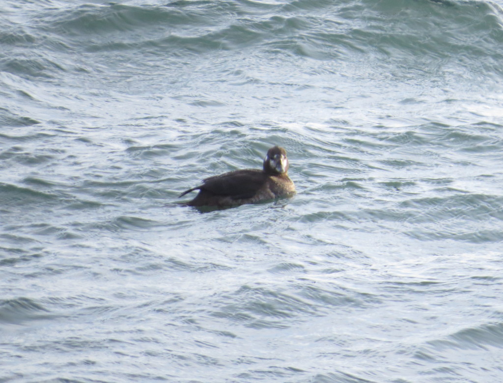 Harlequin Duck