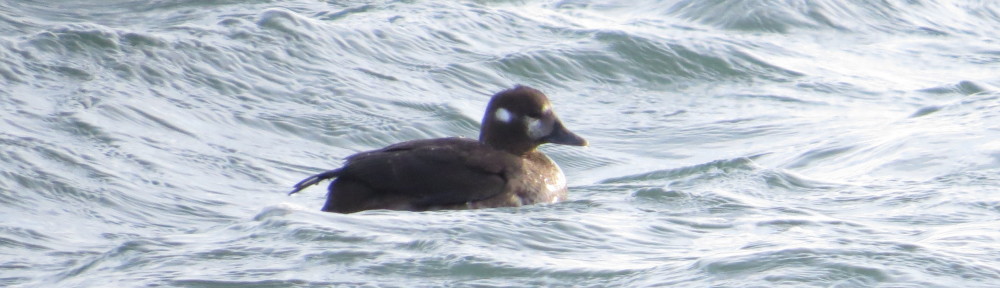 Harlequin Duck