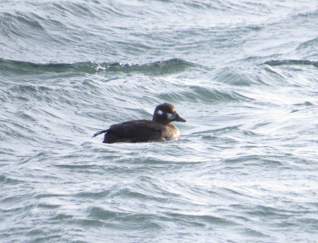 Harlequin Duck