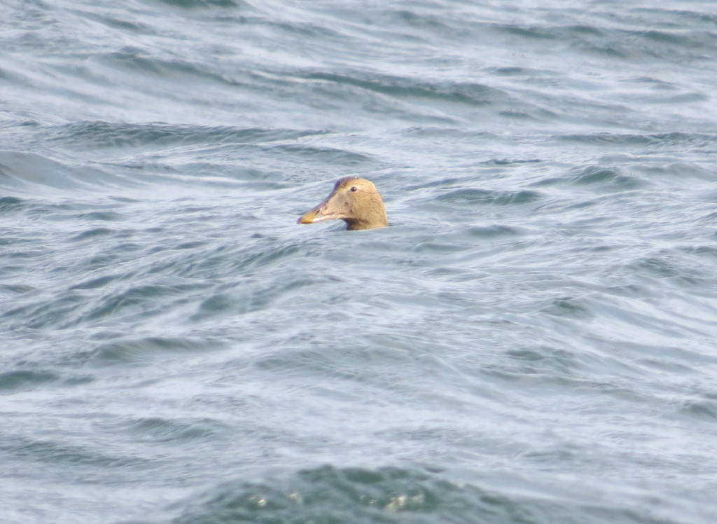 Common Eider