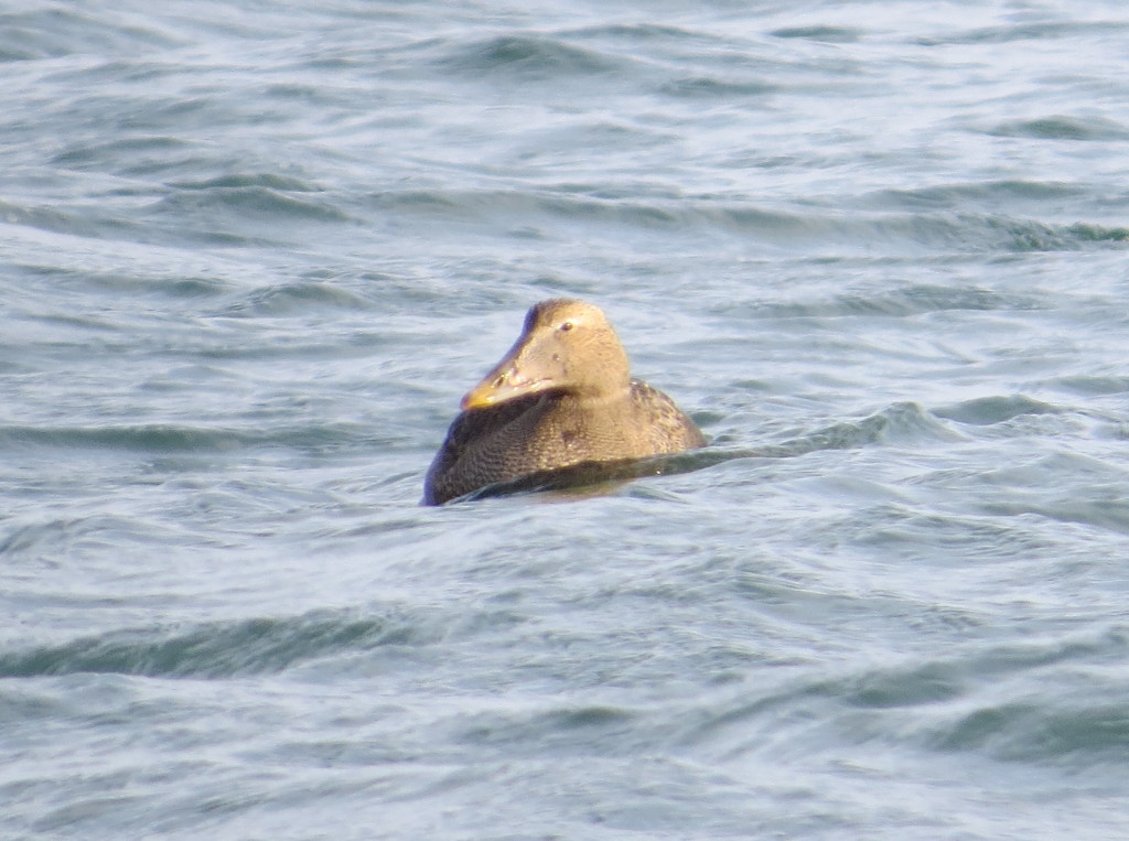 Common Eider