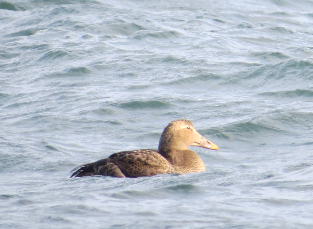 Common Eider