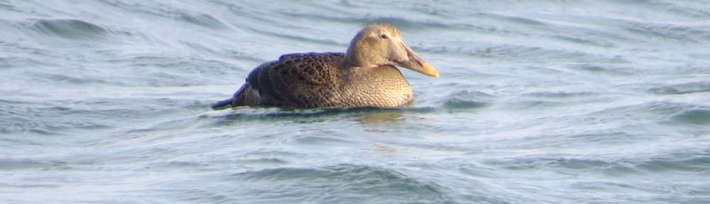 Common Eider