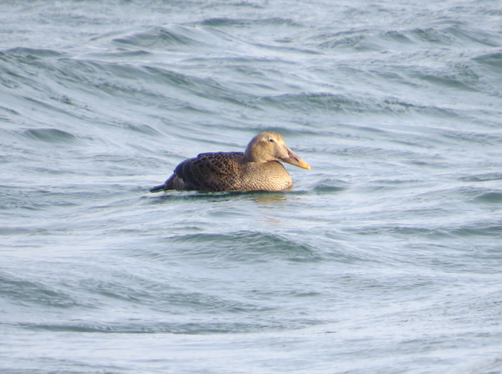 Common Eider