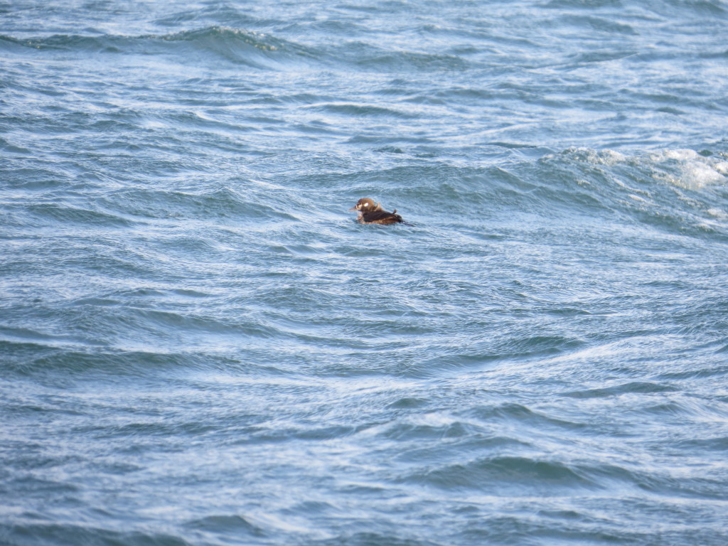 Harlequin Duck