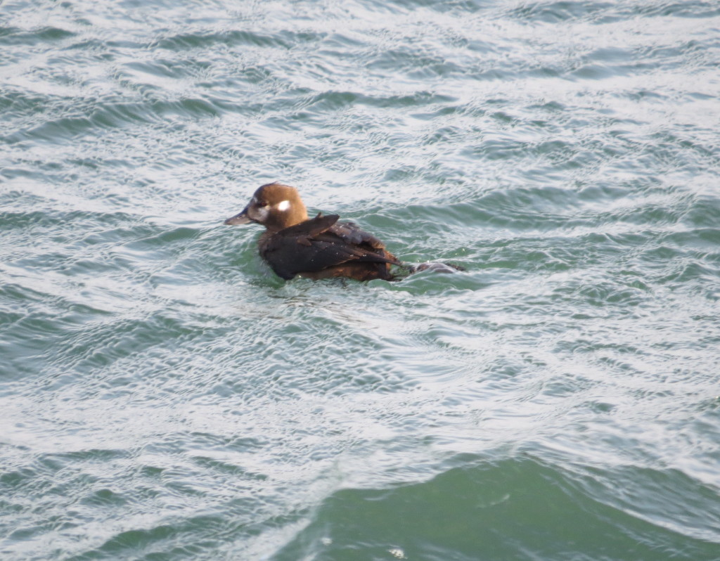 Harlequin Duck