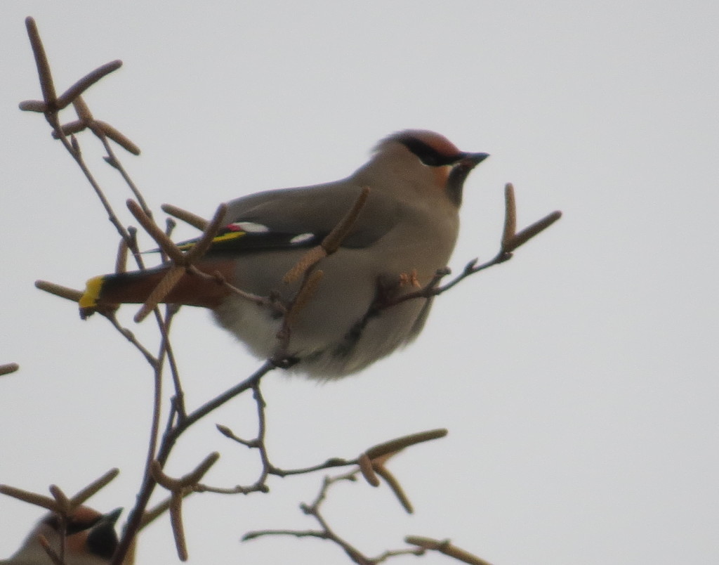 Bohemian Waxwing