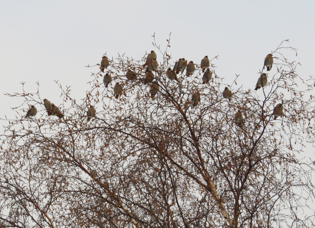 Bohemian Waxwing