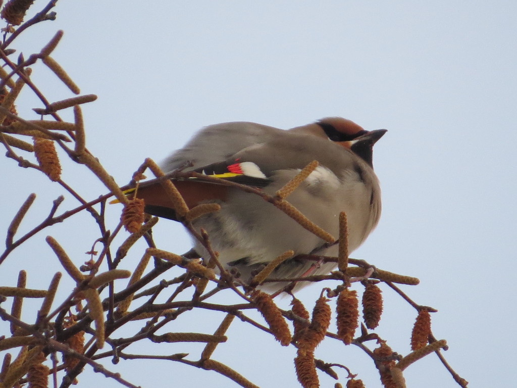 Bohemian Waxwing