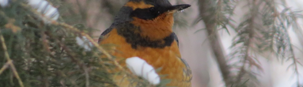 Varied Thrush