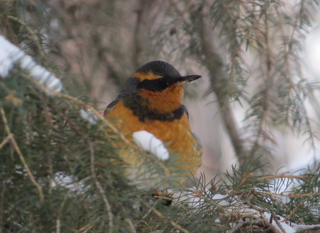 Varied Thrush