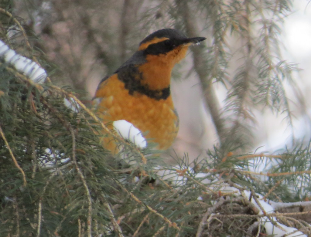 Varied Thrush