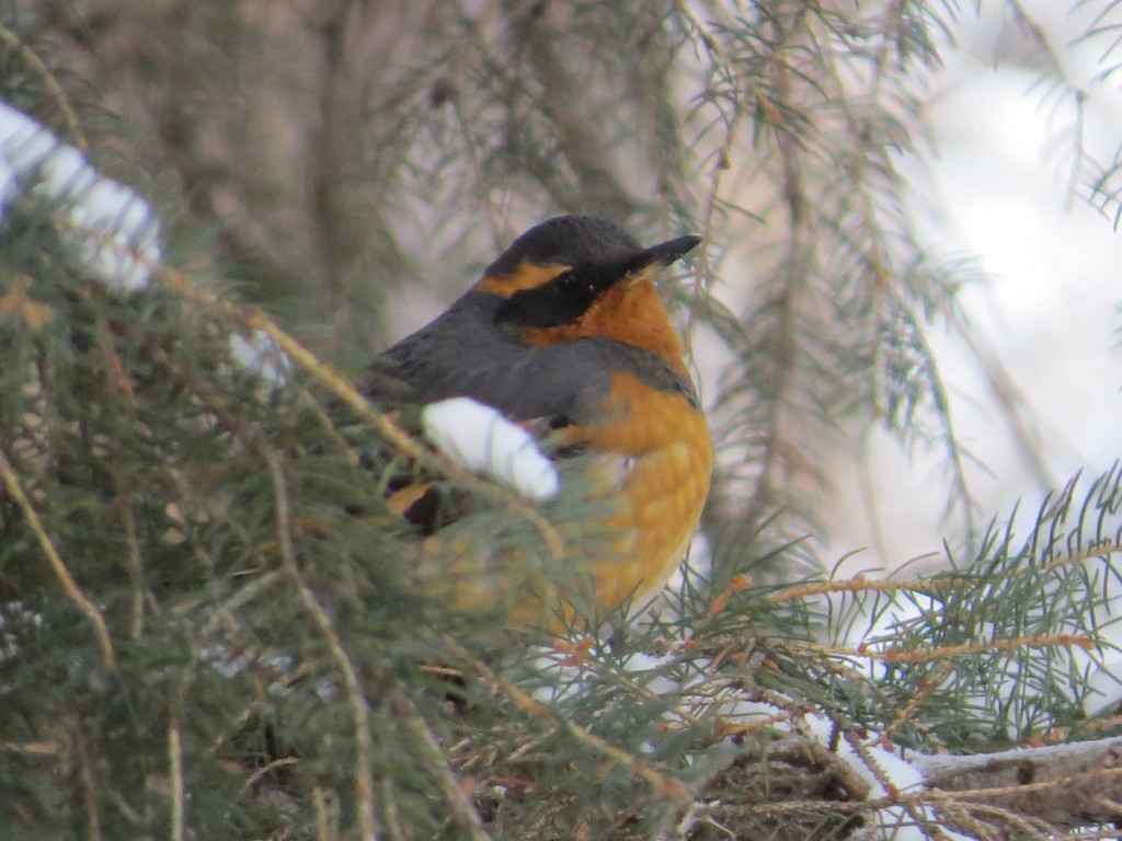 Varied Thrush