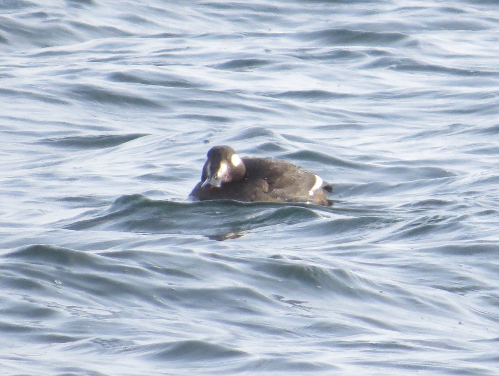 White-winged Scoter