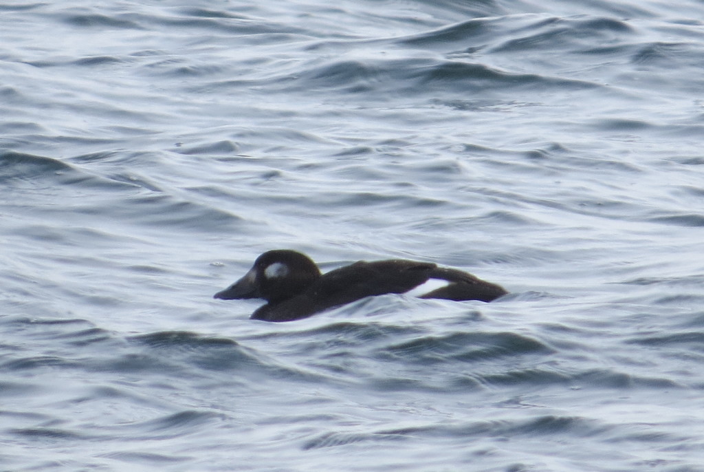 White-winged Scoter