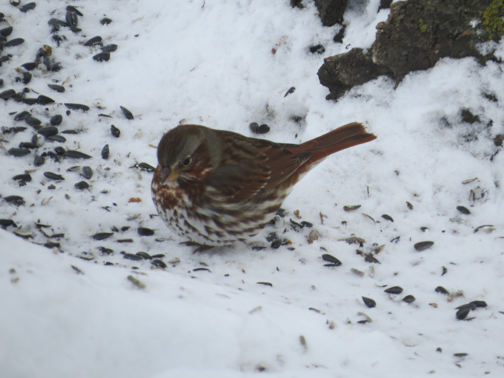 Fox Sparrow