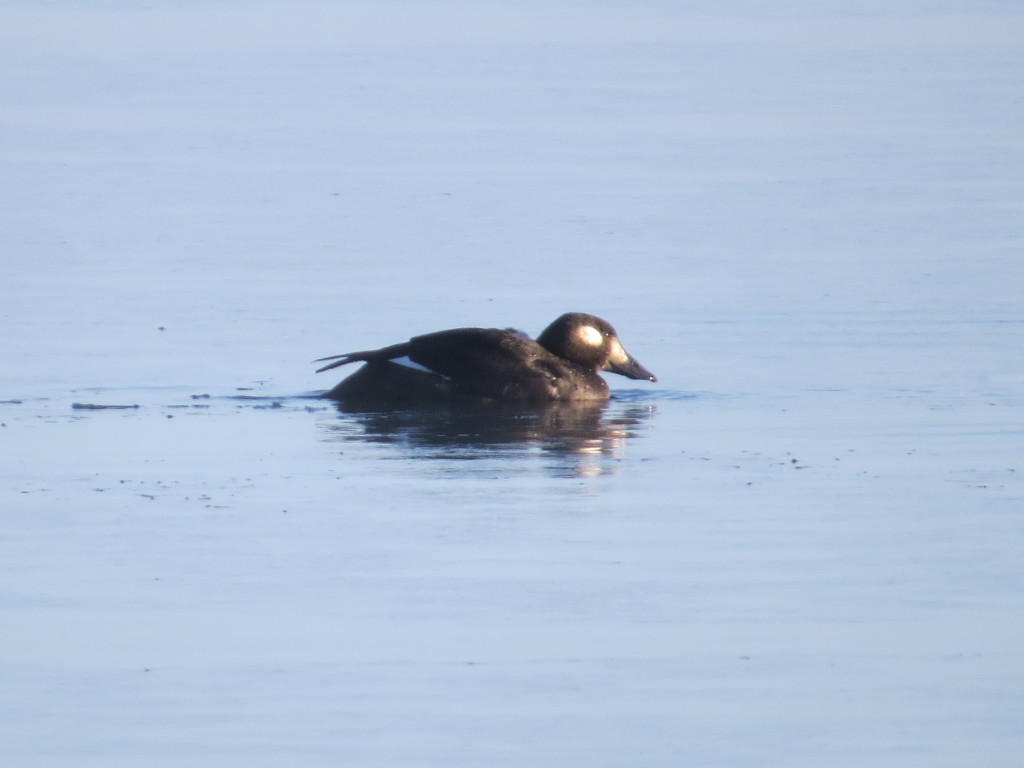 White-winged Scoter