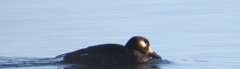 White-winged Scoter