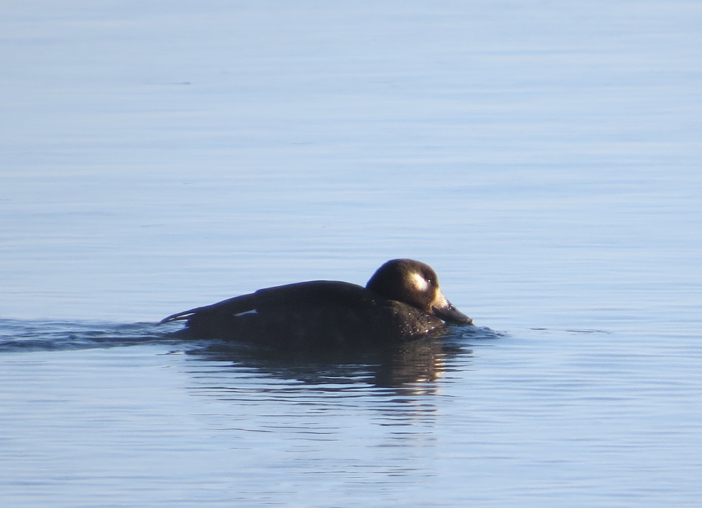 White-winged Scoter