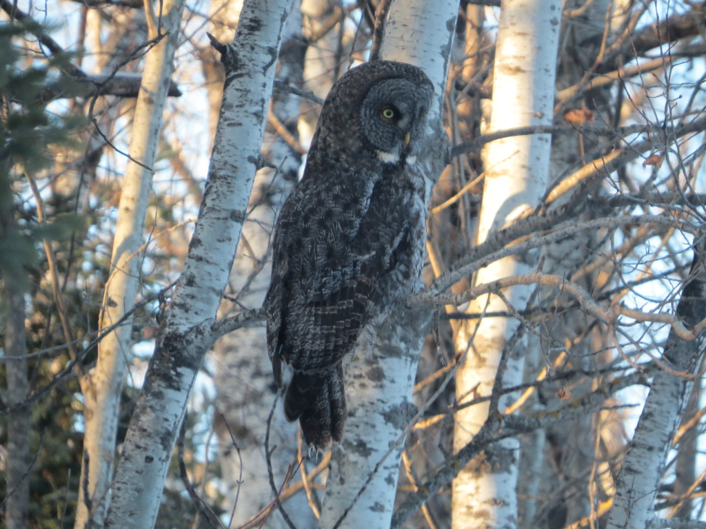 Great Gray Owl