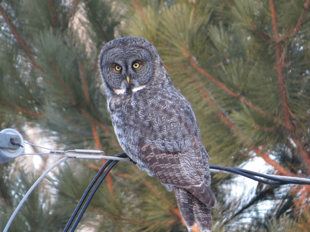 Great Gray Owl