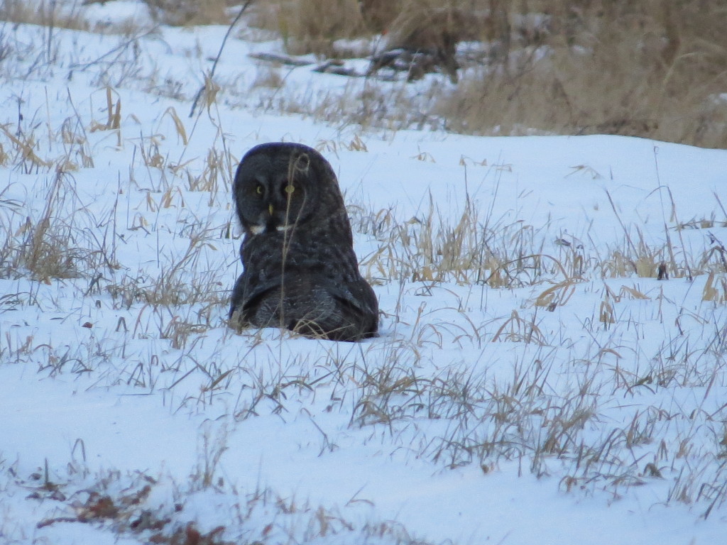 Great Gray Owl