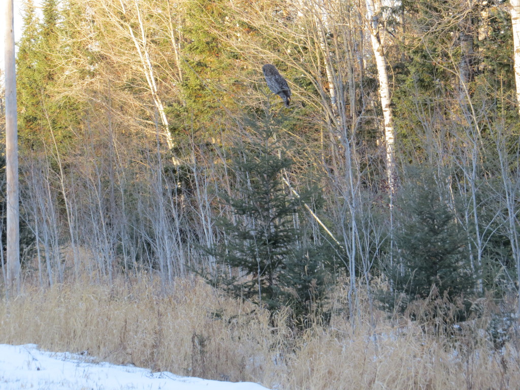 Great Gray Owl