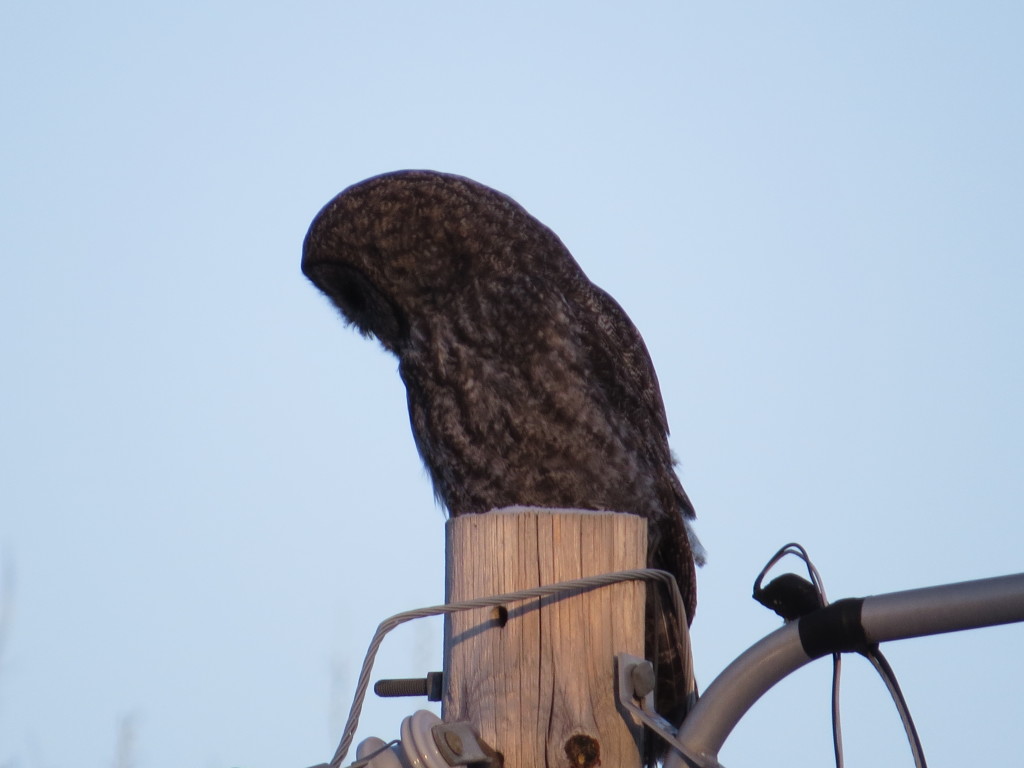 Great Gray Owl